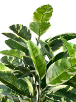 Фикус Эластика Тинеке 150 см.