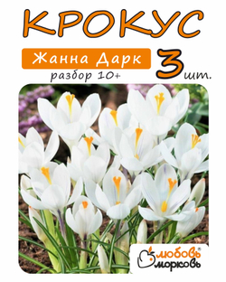 Крокус Луковица, Жанна Дарк, 3шт