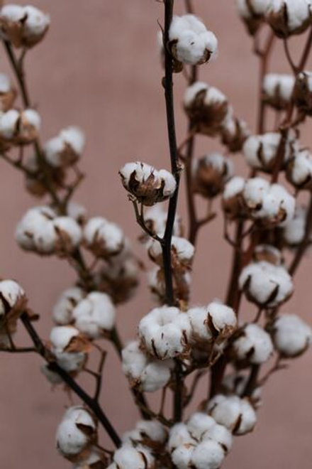 Хлопок ветка 10 коробочек