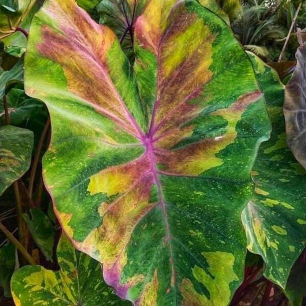 Колоказия RAINBOW