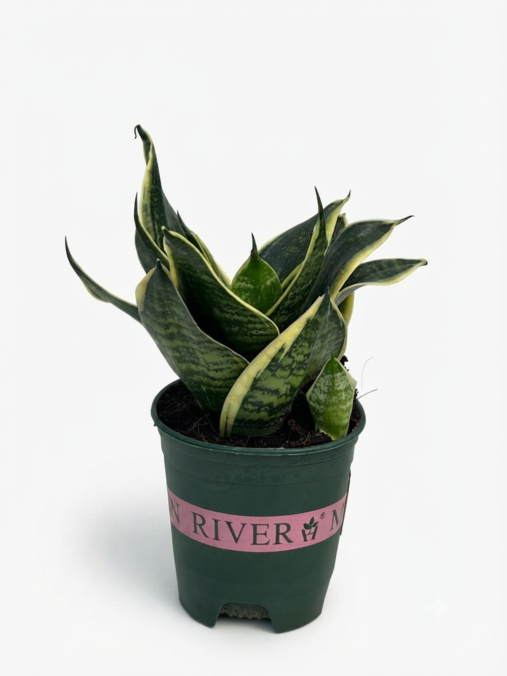 Сансевиерия golden edger tiger ear orchid д11 в23 ш17 г700