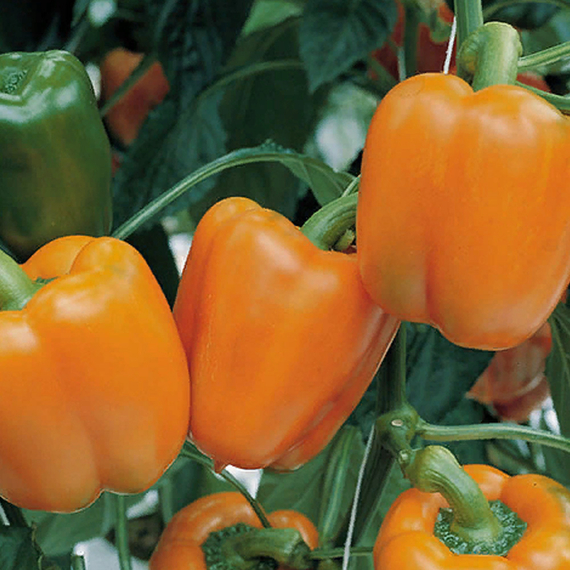 МАГНО F1 семена перца сладкого Enza Zaden описание – фото 4