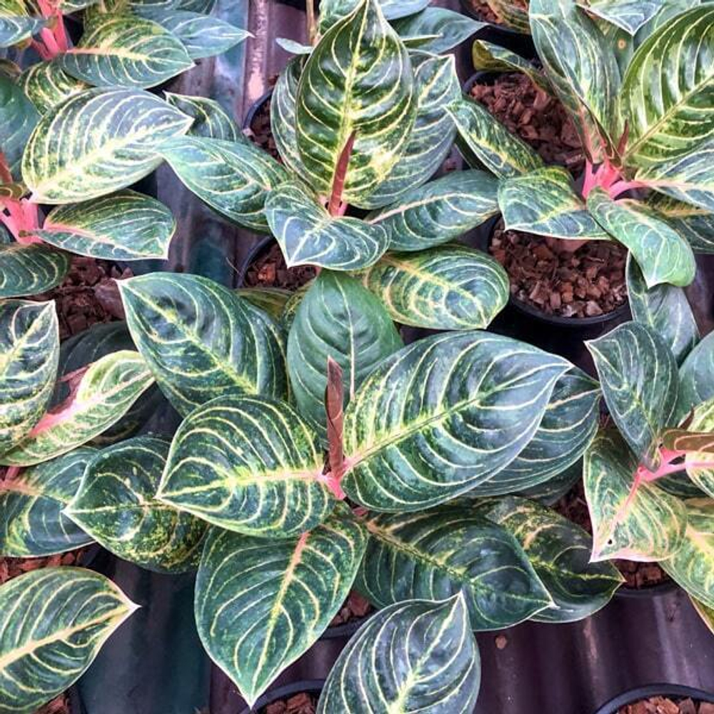 Аглаонема BLACK SIAM PERFECT