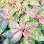 Аглаонема PERM POON SAB