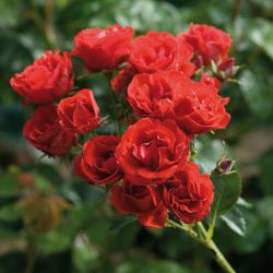 Супер Элфин (Super Elfin)