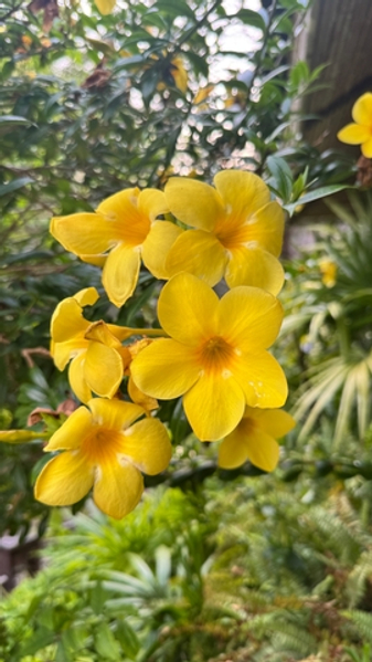 Две алламанды – желтая и сиренево-розовая