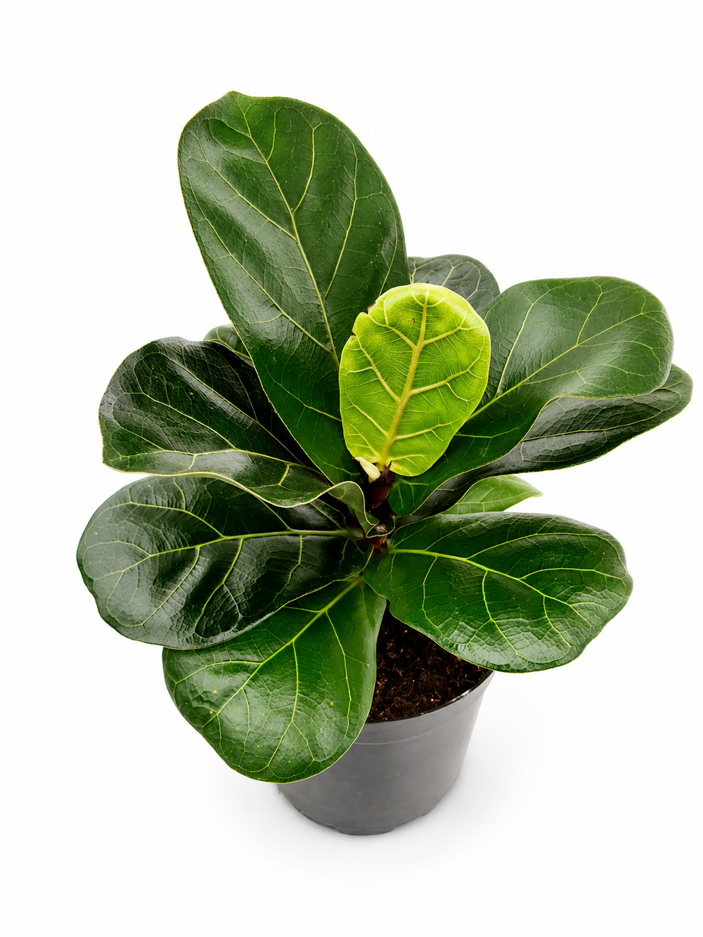 Фикус Лирата