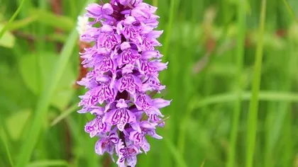 Ятрышник пятнистый