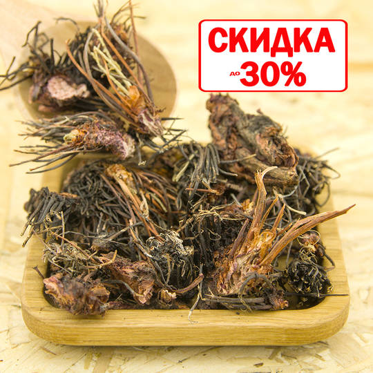 Красная щетка (корень)