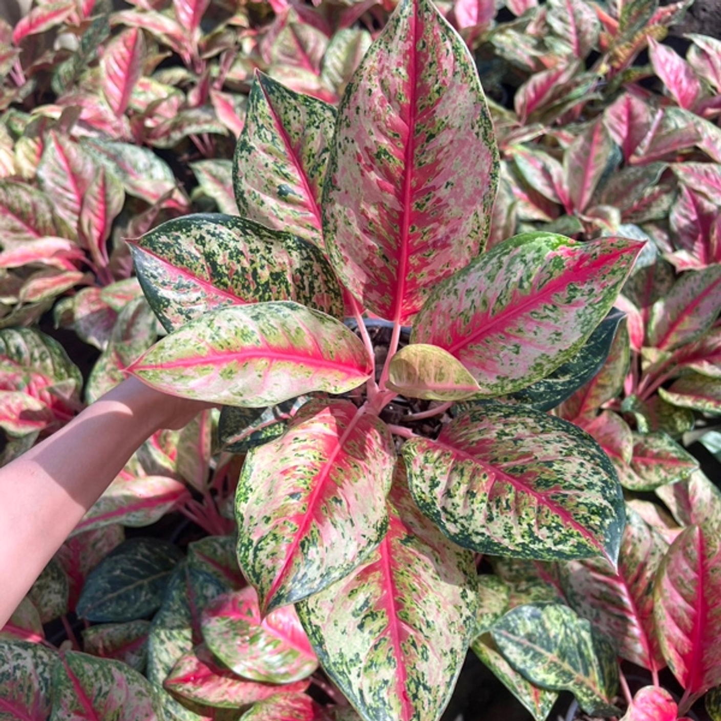 Аглаонема. Поговорим о Каратах