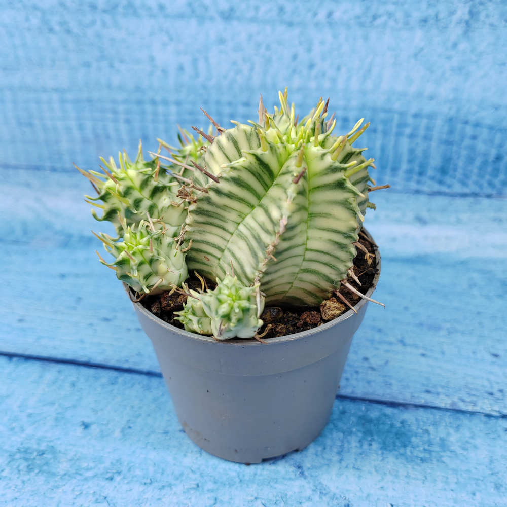 Euphorbia meloformis f. Variegated (Эуфорбия вариегатная)