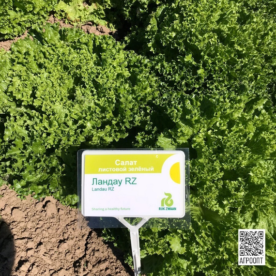 Ландау семена салата лолло блонда (Rijk Zwaan / ALEXAGRO) культура – фото 8