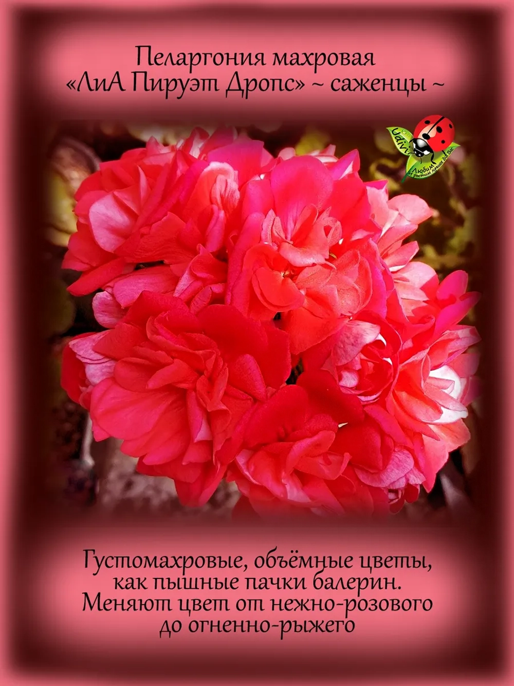 Пеларгония ЛиА Пируэт Дропс махровая
