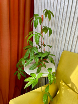 Тетрастигма ланцентная в кашпо, D16см Н40см, 1шт, Россия