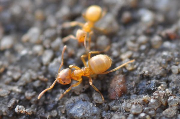 Муравьи - Lasius flavus