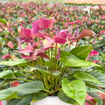 Антуриум Андре CIRANO