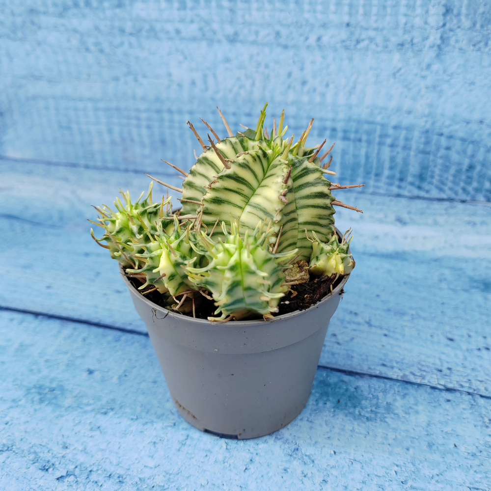Euphorbia meloformis f. Variegated (Эуфорбия вариегатная)