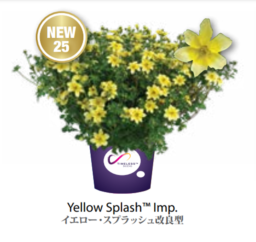ЕВРО Bidens Timeless Collection Yellow Splash Imp. НЕукор черенок середина ноября 25