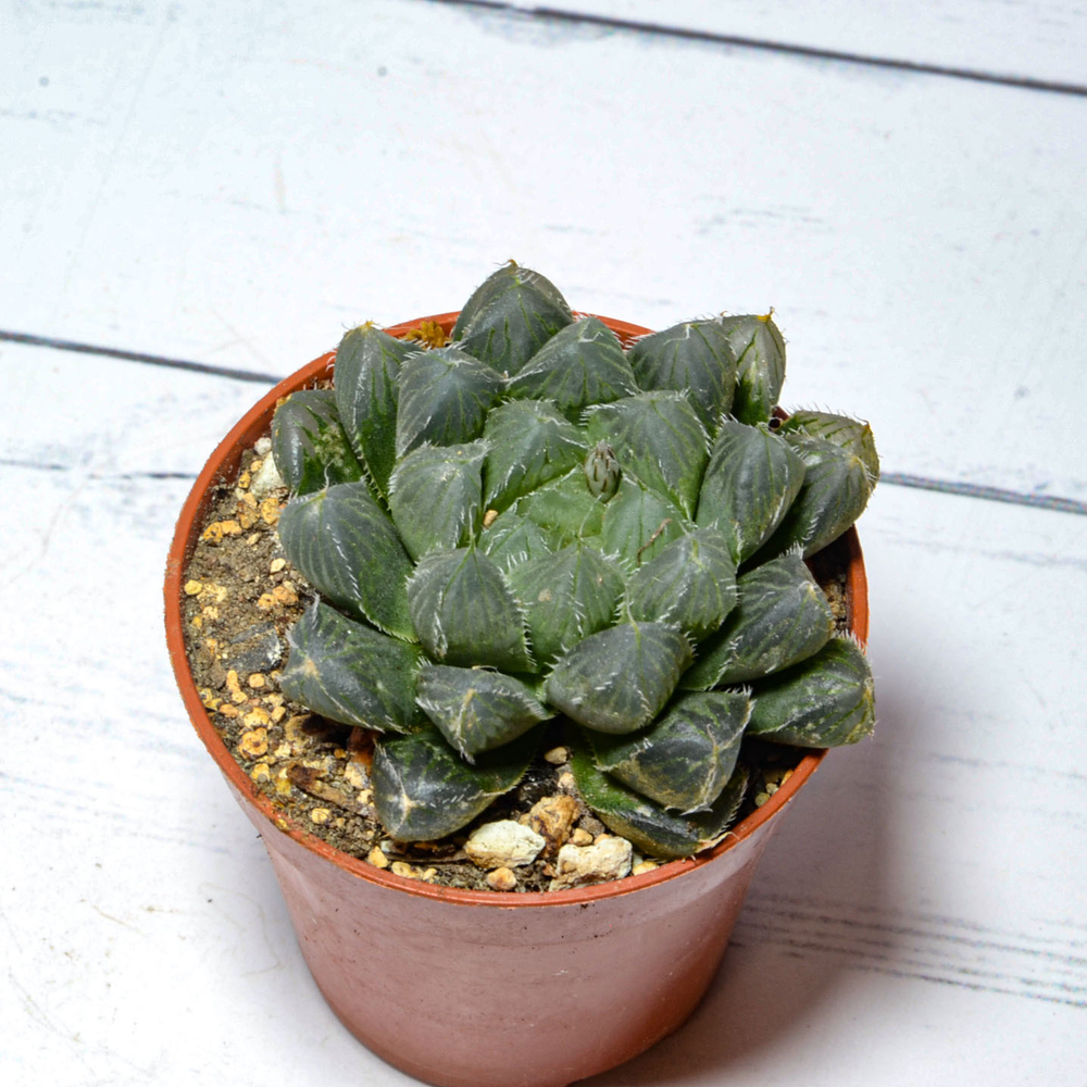 Haworthia Cooperi Pilifera (Хавортия)