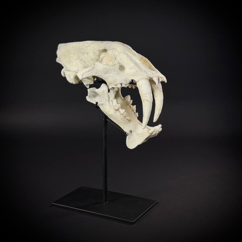 Megantereon на стойке