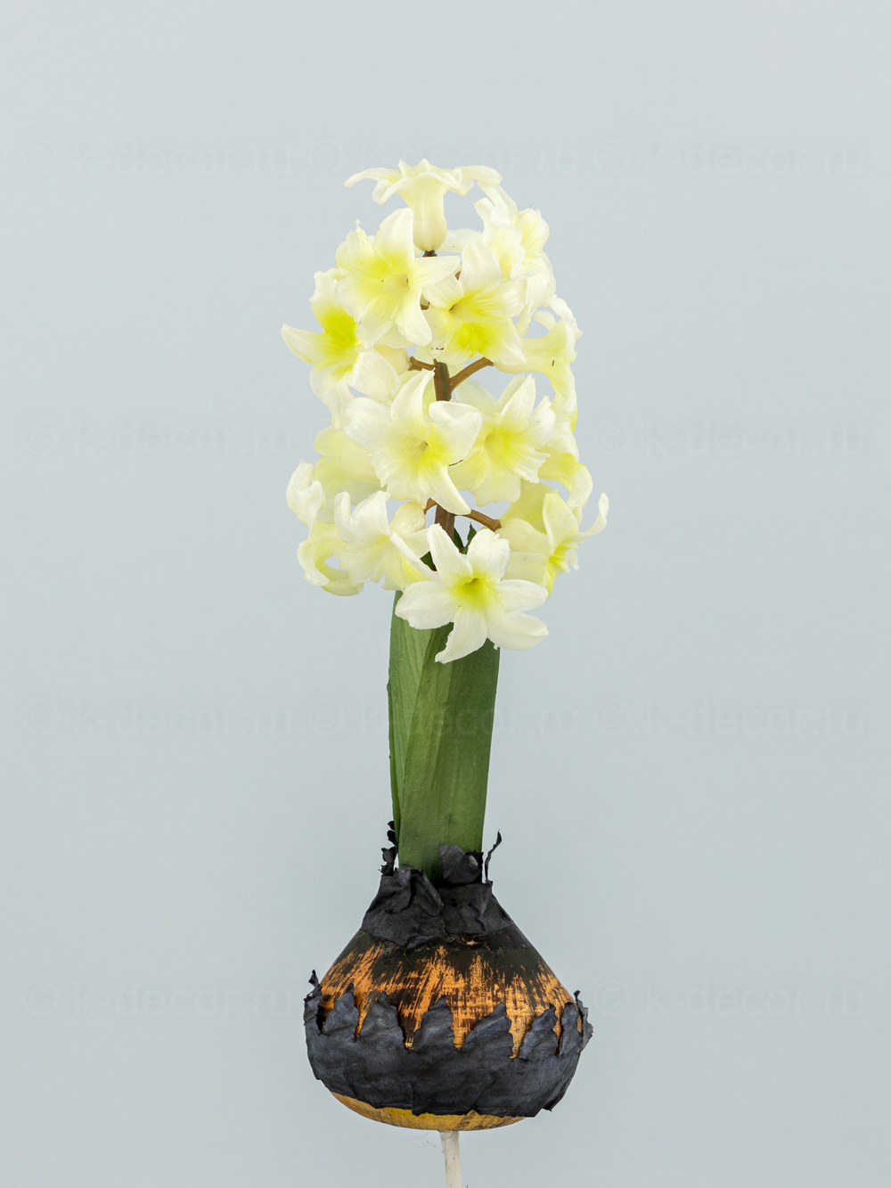 Гиацинт с луковицами