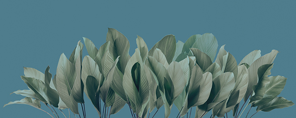 Фреска Applico, коллекция Tropic