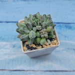 Pachyphytum compactum (Пахифитум)