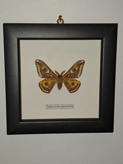 Сатурния Павония в рамке