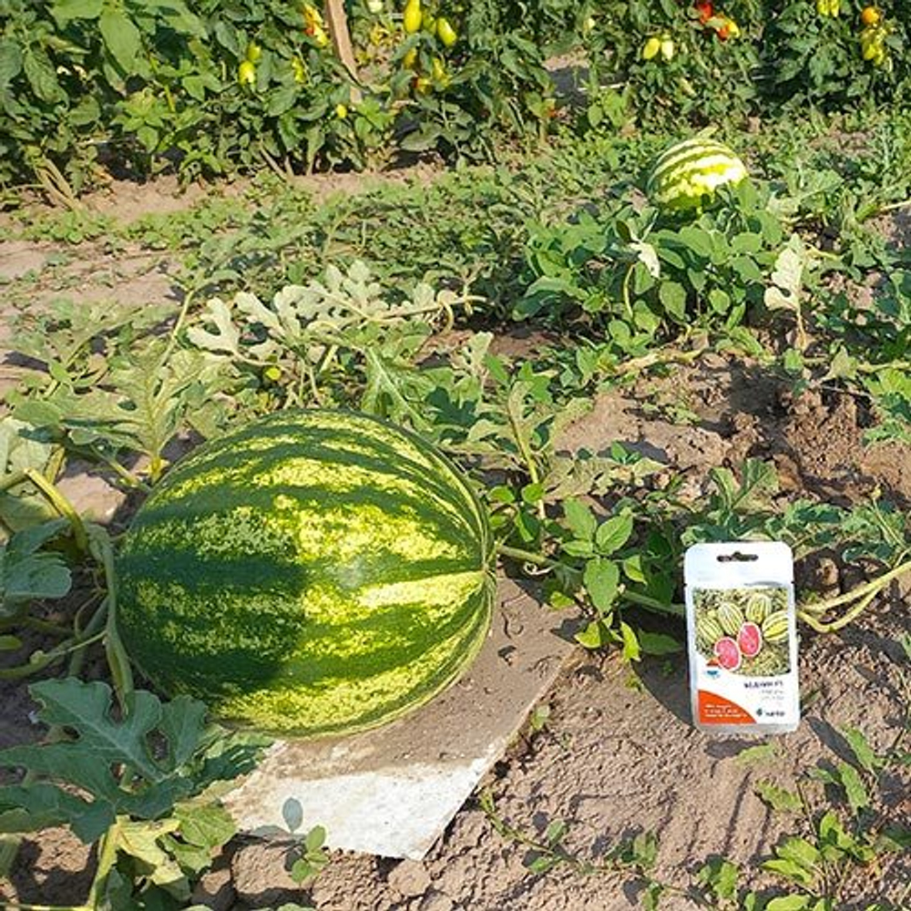 Cемена арбуза Бедуин F1, Bejo, 5 шт.