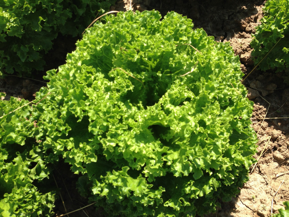 Ландау семена салата лолло блонда (Rijk Zwaan / ALEXAGRO) культура – фото 2