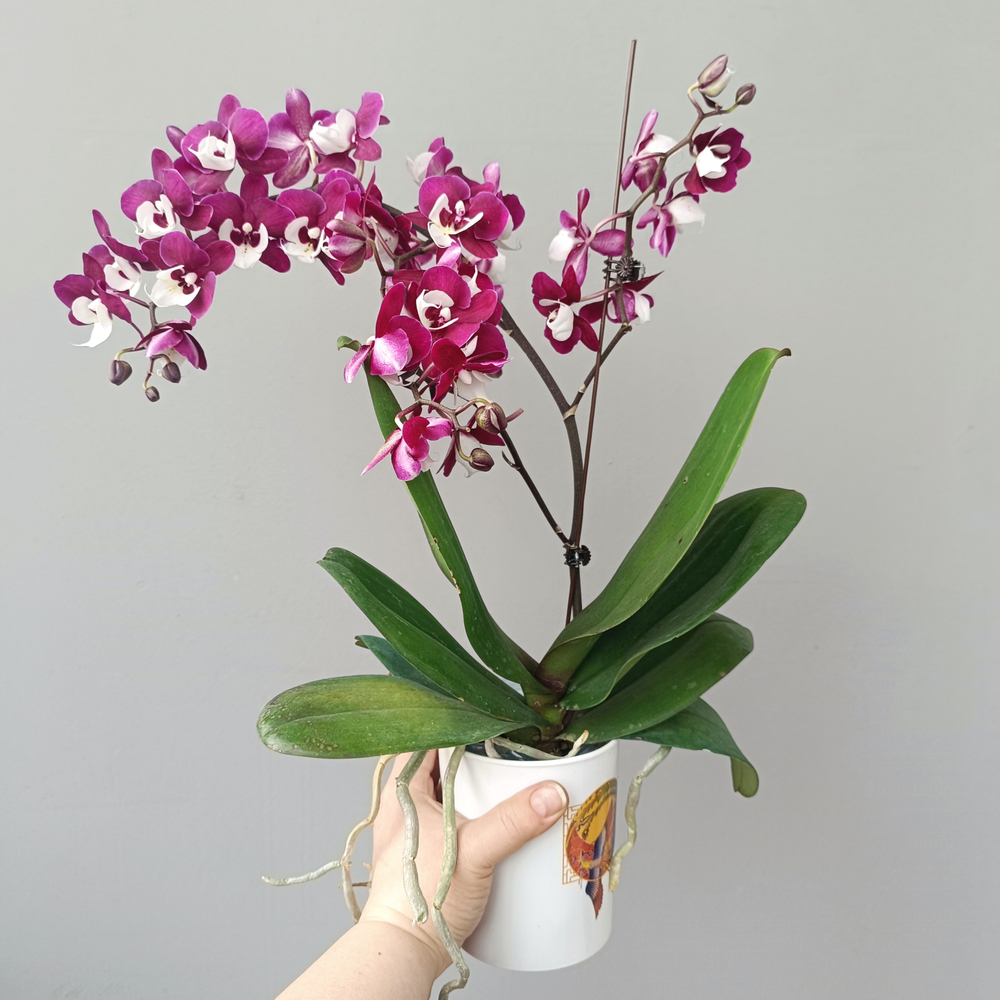 Орхидея фаленопсис