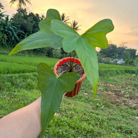 Антуриум DRAGONFLY