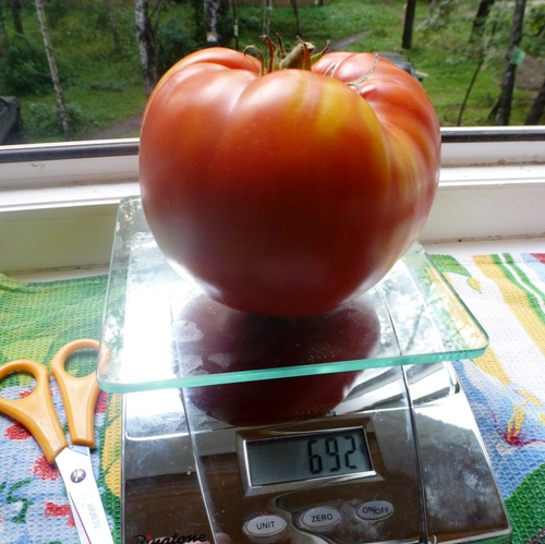 Помидоры - Gigantesque — Гигантисика