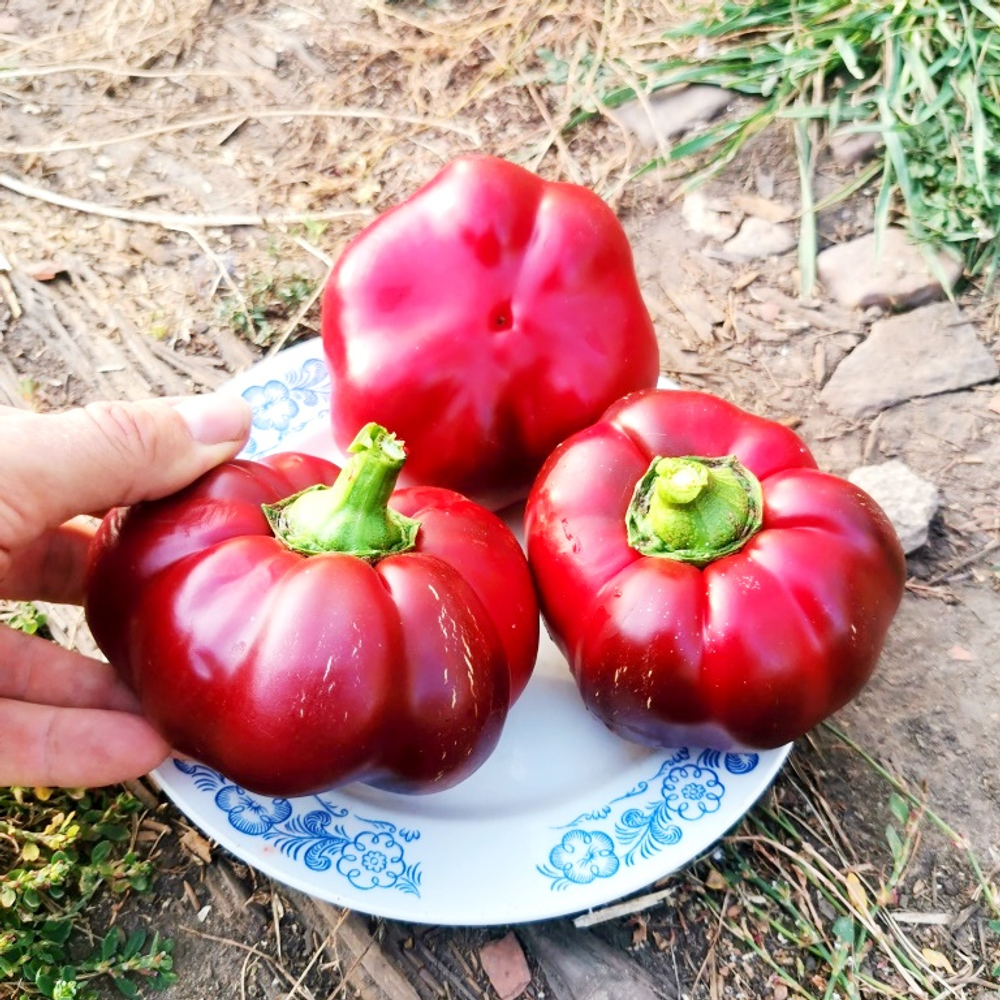 Перец Сладкий - Барбекю