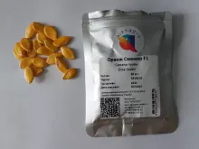 ОРАНЖ САММЕР F1 семена тыквы (Enza Zaden | Alexagro)