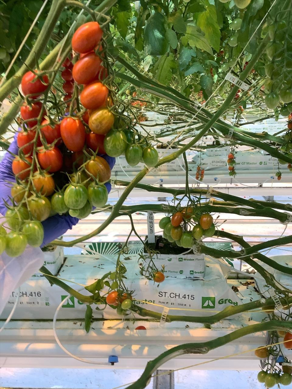 Тобреин F1 семена томата индетерминантного ( Yuksel Tohum / )