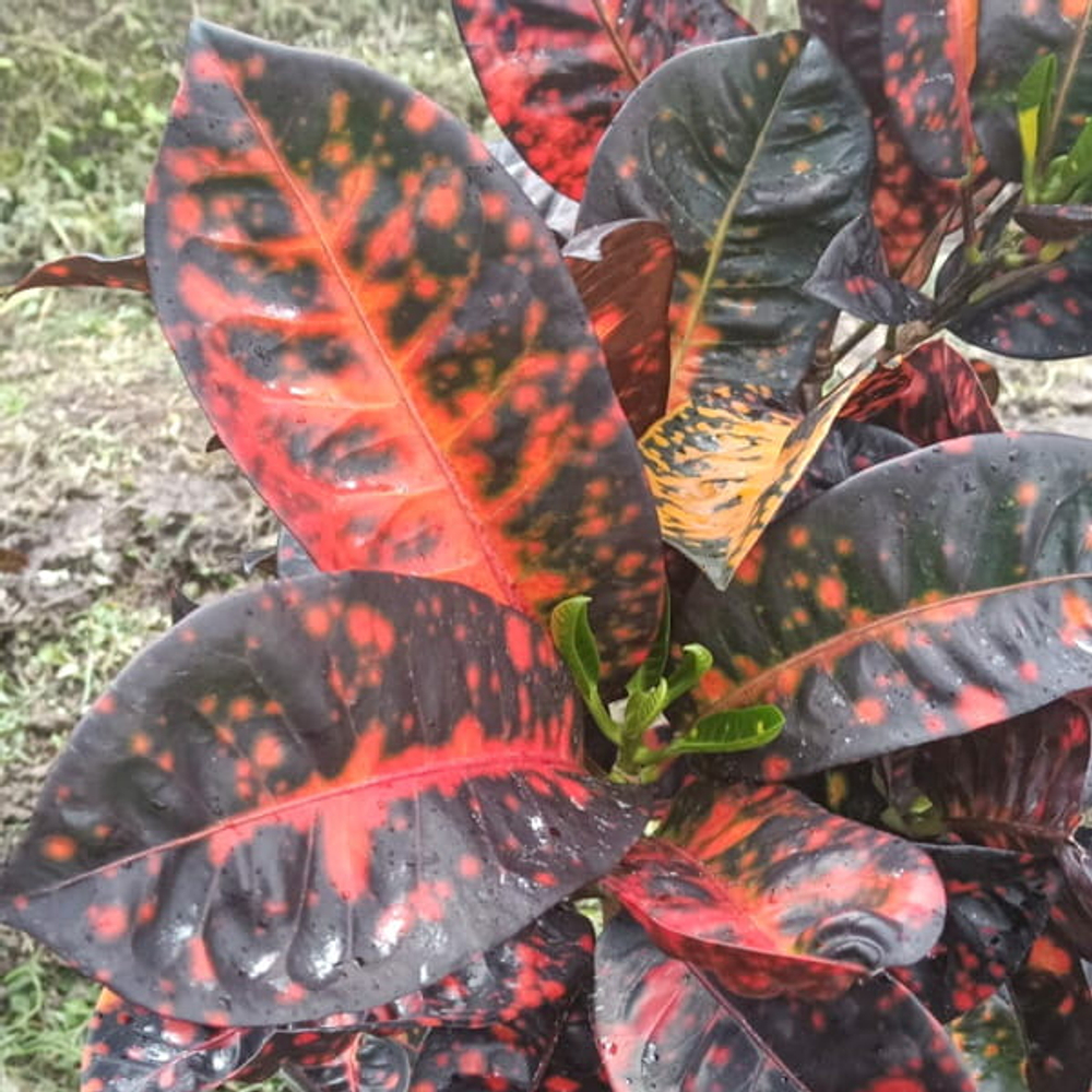 Кротон KALASENJA