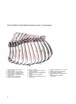 Атлас анатомии домашних животных. Том 2. Туловище | П. Попеско