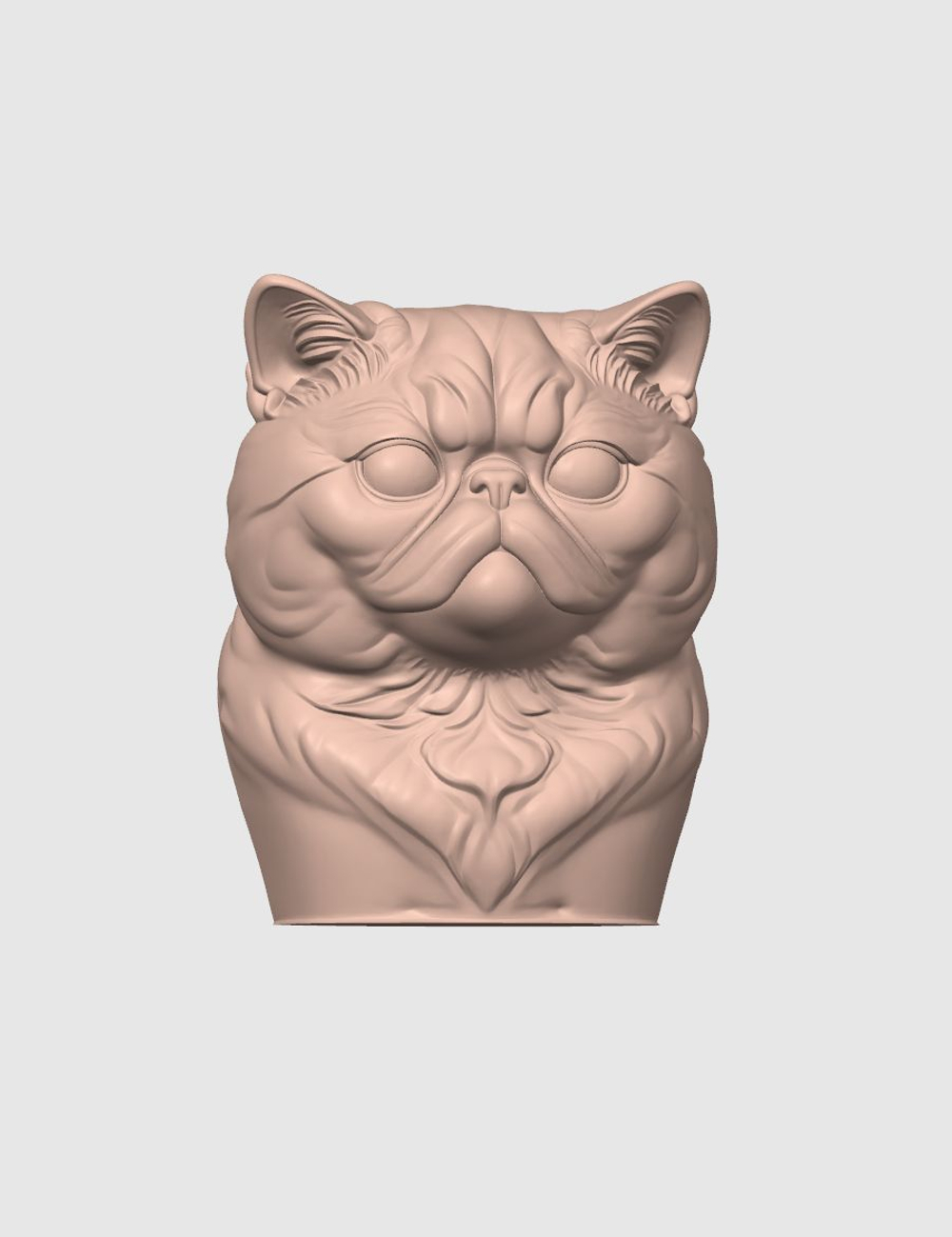 Экзотическая короткошерстная кошка