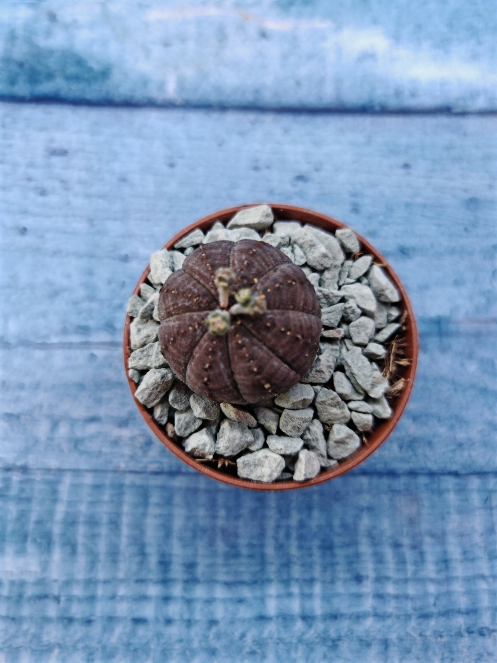 Euphoria Obesa (Эуфорбия)