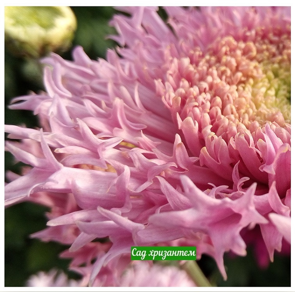 Хризантема одноголовая Etrusko ☘ о.70 (нет в наличии)