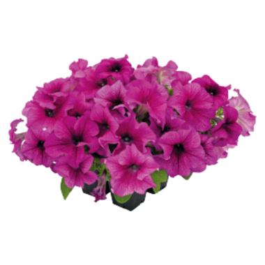 S60240 Петуния кустовая Grandiflora Succes!360* Burgundy Vein 10шт.