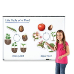 Магнитный набор ЖИЗНЕННЫЙ ЦИКЛ РАСТЕНИЙ