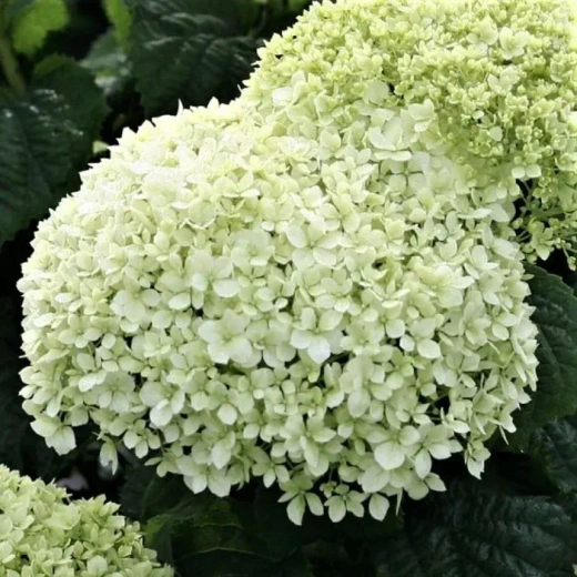 Гортензия "Белла Рагацца Бланшетта" Р9 Закупка М59 апрель 2026