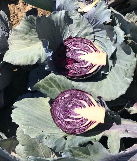 Капуста Ресима F1