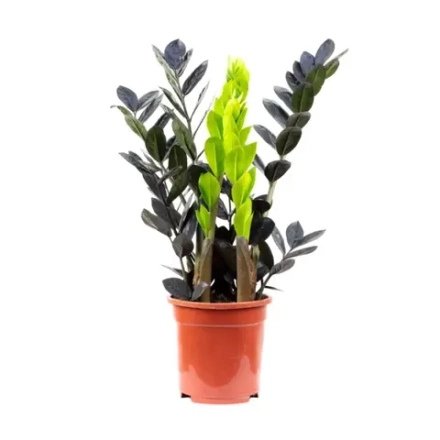 Замиокулькас Черный