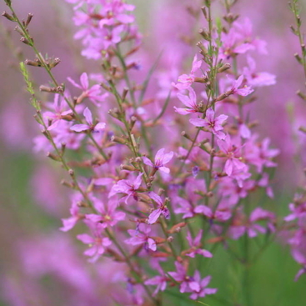 Дербенник иволистный "Swirl". Lythrum salicaria "Swirl".