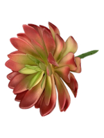 Суккулент 112 красный