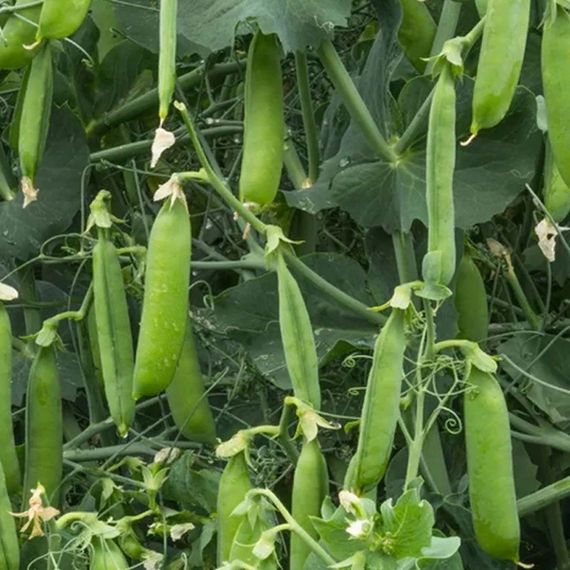 ШУГАР ФЛЭШ семена гороха (Syngenta | Alexagro)