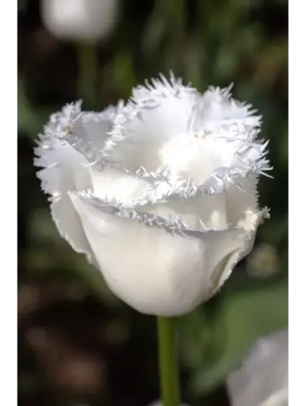 Тюльпаны пионовидные ,луковицы сорт NORTHPOLE ( 4 штуки)